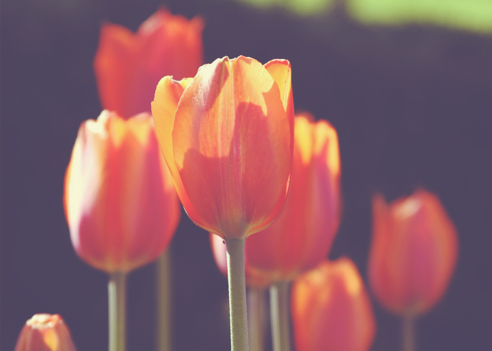 Silva Method Lifestyle: Spring Fling Fashion